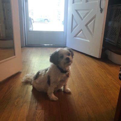 SaraFox7's profile picture. 🥸