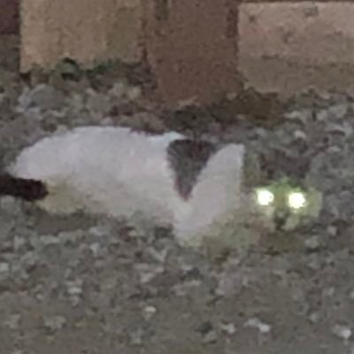 ARFID_HAVER's profile picture. please call me essie, estra, or ess. these are my secrets