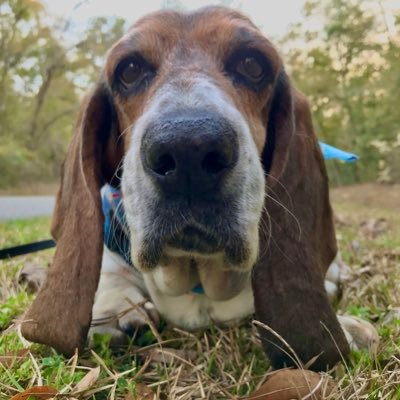 Wetland ecologist & data nerd. I belong in the mountains. Lover of basset hounds & winter.