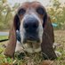 Stella Bean 🌈🍄🐶🐌🌿❄️ (@BassetBuck) Twitter profile photo