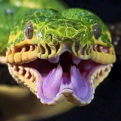 MJonyquest's profile picture. 