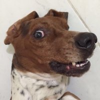 Gabriel (@gabrielsarcasmo) 's Twitter Profile