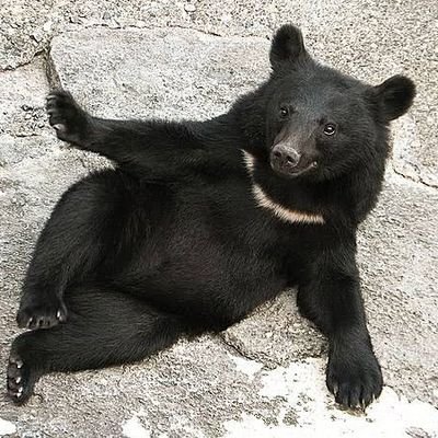 性欲オバケ👻
動物占いはトラ🐯ですw