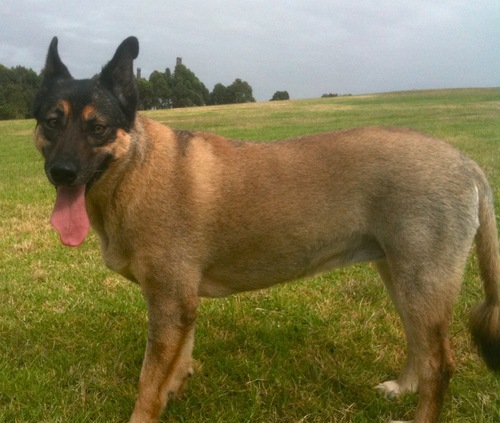 furryfamilyoz's profile picture. Dog Walking. Doggy Day Care on the Run. Cat feeding. Pet Service Perfection!