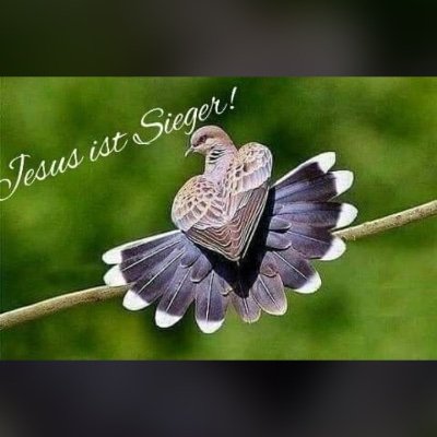 HelpusJesus1's profile picture. 33+ Lebenserfahrung 😉