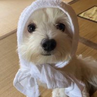 みらい (@k124evews8dk5go) 's Twitter Profile