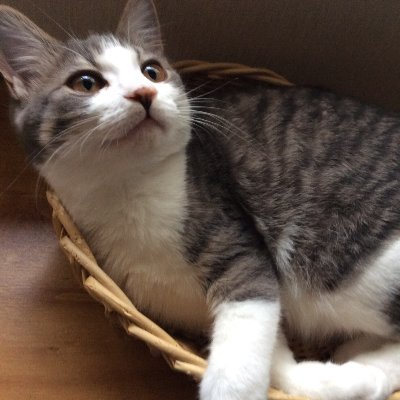 動物好きさんフォロバ100%!気軽にコメントください(●'◡'●)主にうちで飼っている3匹の猫と猫グッズの紹介をしています(^^)