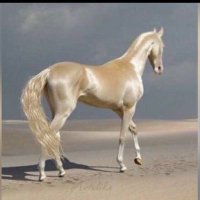 Samira.m.abed (@samiramabed1) 's Twitter Profile