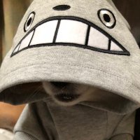 こんぶちゃん🐶 (@judycomary) Twitter profile photo