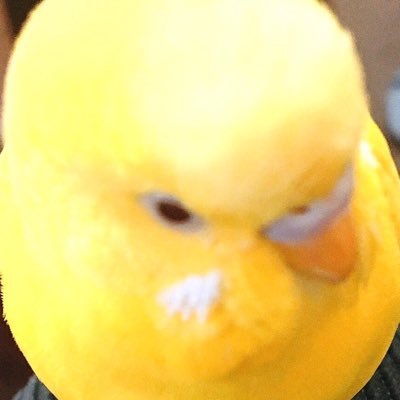 S31980260's profile picture. インコ好きのおっさんです。