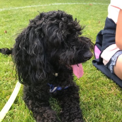 neilee_there's profile picture. life is like a dogsled team if u ain't the lead dog the scenery never changes