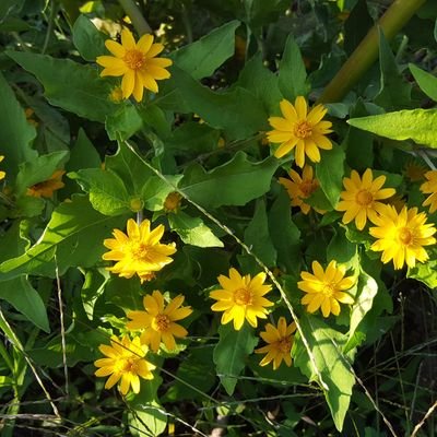 springjoy7777's profile picture. 