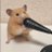 hoppepanmaru's profile image