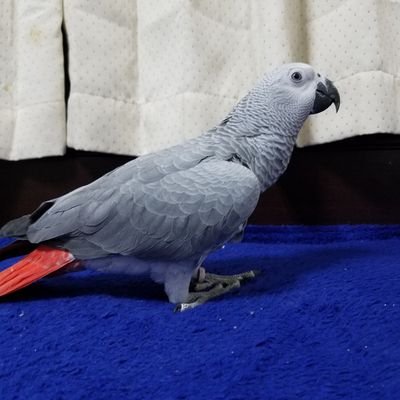 L6AXIIyeyjahDQ6's profile picture. 