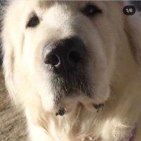 シーシャバーのゴーマーロード (@kurogomaiop) 's Twitter Profile