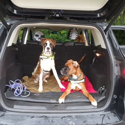 We are proud Boxalot Boxers, live in Staffordshire, like the colours purple and blue and we let my mum and dad share our nice king size bed each night 💜💙