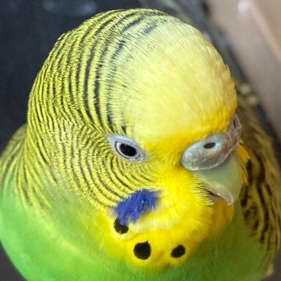 セキセイインコ🦜をこよなく愛する生き物です。 コザクラインコをお迎えしました🐦 無言フォロー＆いいね失礼します☺️