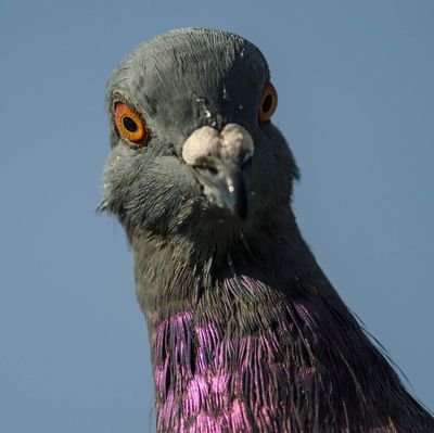 Pidgboi's profile picture. I like to play video games. Just getting into reading and learning about politics.
He/Him.
