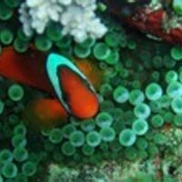 Shinobu Tomaru (@shinobii) 's Twitter Profile