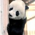ダテパンダ (@datepanda) Twitter profile photo