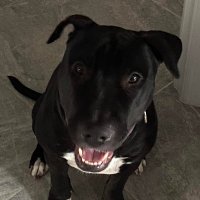 Jennifer Starke (@jstarke7) 's Twitter Profile
