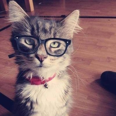 Sarcasticatmeow's profile picture. 🐈