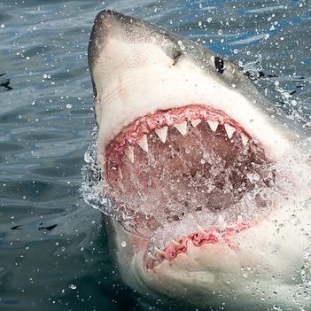 Every week is prop shark week 🦈 22-23’. NFL 42-33 +6.35 21-22’ NFL 39-34 +.45 22-23’ NBA 4-5 -1.3. 21-22’ NBA 38-41 -5.05