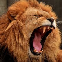 مفترس (@mmoftrs) 's Twitter Profile