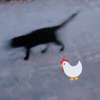 ᘐ〇ᙢᕮᗩᒪ (@gomeal172) 's Twitter Profile Photo
