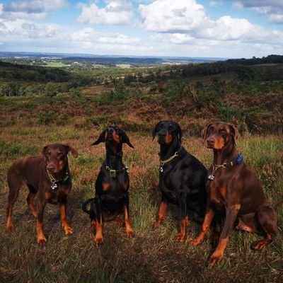 A pack of spoiled rotten Dobermans, one being a Tripawd🐾❤️
loving life, every moment, every day.. 😉