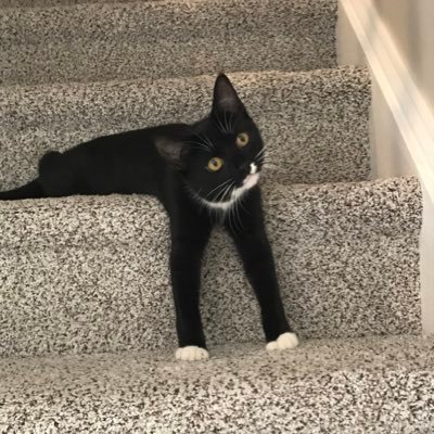 KathrynDiPasqua's profile picture. Baker. Flower enthusiast. Cat person.