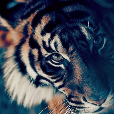 pedrosrangel's profile picture. 