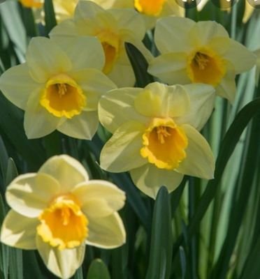 AyseBio's profile picture. 