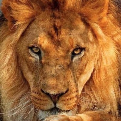 KateSmi97786984's profile picture. Love Big Brother- Crime Stories Jaded But Optimistic ☺️ Cat Person 😻I follow back 😊