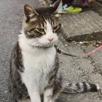 八王子市・迷子猫【ナツ】を探しています🔍️(@natuchan7272) 's Twitter Profile Photo