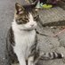 八王子市・迷子猫【ナツ】を探しています🔍️ (@natuchan7272) Twitter profile photo 八王子市・迷子猫【ナツ】を探しています🔍️ (@natuchan7272) Twitter profile photo