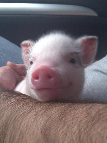 Micro pigs are the best, smartest, hypoalergenic, pets you could ever own. more loyal than a dog, litter box trained, and a 15 to 20 year life span!