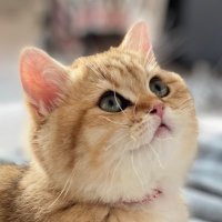 ふたごのぽてーs😽🥔 (@pnwbubbies) 's Twitter Profile