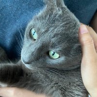Vera (@lizzielyh) 's Twitter Profile