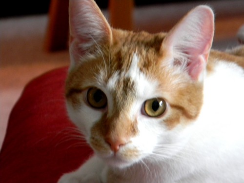 condo_cat's profile picture. fake mice and cat chow.