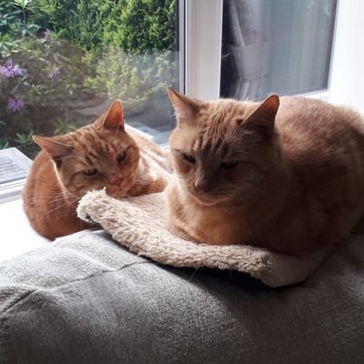 Ginger brothers rescued from Blue Cross 2015. They love walks in the garden, comfy beds and cuddles. Gizmo 🌈08.05.22