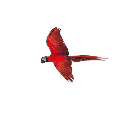 Loro Parece 🦜 Profile