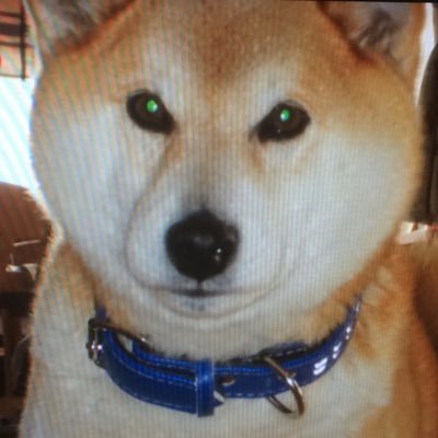 ジロ プロフェッショナル 柴犬 まめ蔵 感動場面 その1 まめ蔵が中村さんの耳 ぺろした瞬間の ありがとう 感動 注意 シカオちゃんの歌が反則過ぎます プロフェッショナル仕事の流儀 まめ蔵