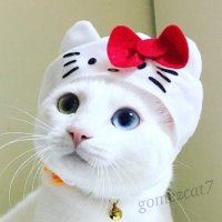 Gomez猫😻🎩CatTuber🎥🐈🐈‍⬛(@gomezcat7) 's Twitter Profile Photo