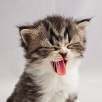 K_Yoru (@k_yoru00) 's Twitter Profile