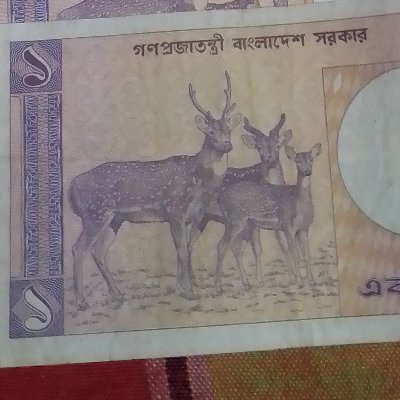 MdMotal44540392's profile picture. 