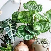 Who loves indoor plants.... we love indoor plants. Follow us for tips and awesome deals to make your indoor jungle a reality. https://t.co/xzbDwWbeFo