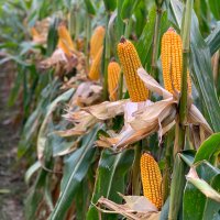 Next Level Ag Midwest (@next_ag) 's Twitter Profile