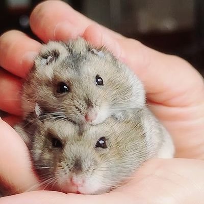 いきものがかり...一期一会さんのプロフィール画像