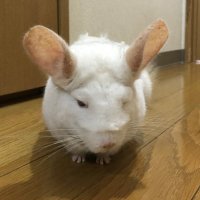 ねこねこ@司法書士 (@nekoneko_sns) 's Twitter Profile